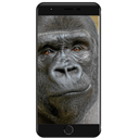 iNFONE X-CITE GORILLA 6s PLUS Image